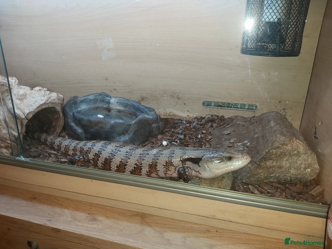 Skink reptiles for sale: Blue Tongue Skink Adult - Advert 2