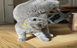 British Shorthair cats for sale: Charming GCCF British Shorthair Kittens 🐈‍⬛  - Image 18