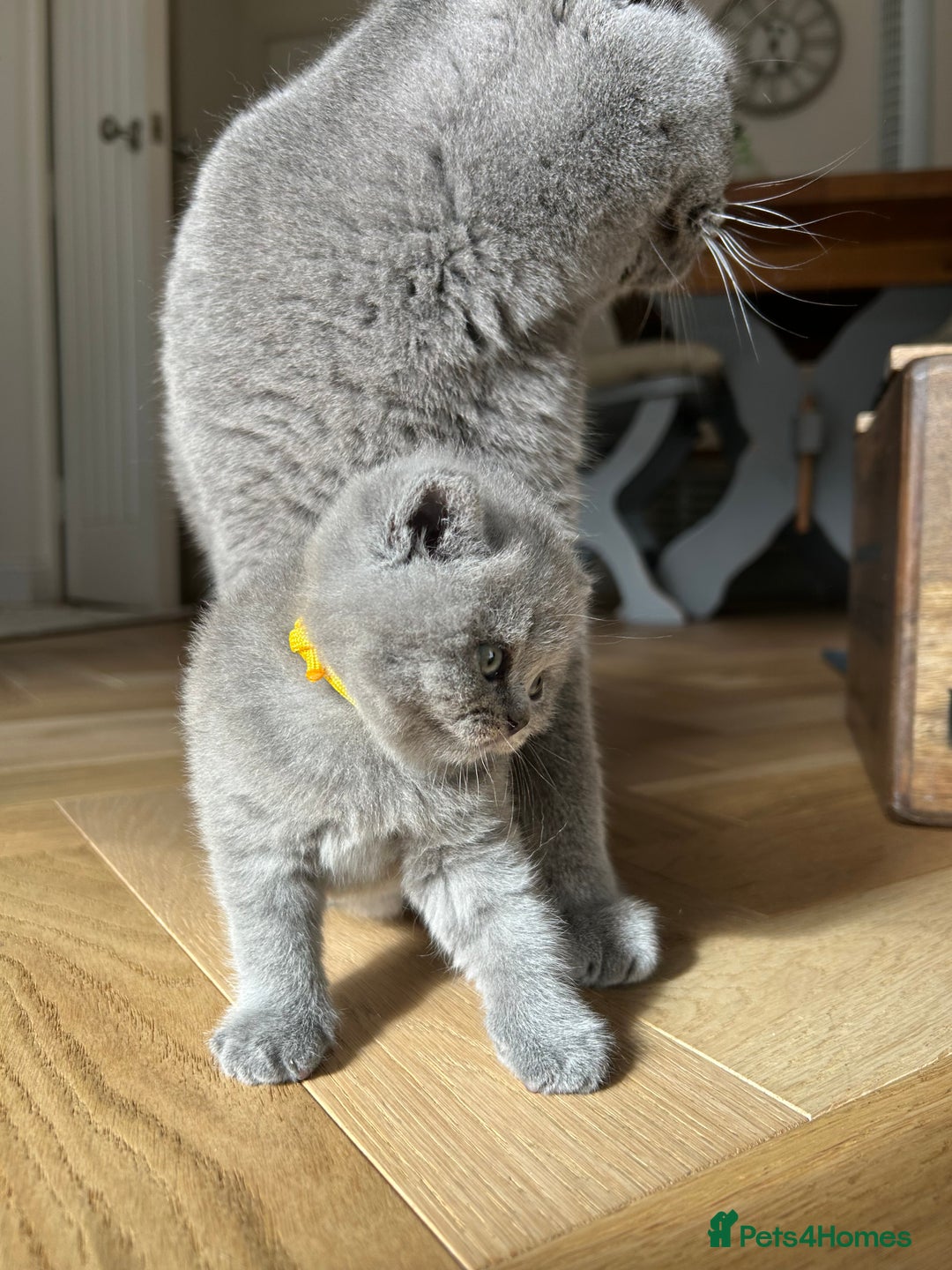 British Shorthair cats for sale: Charming GCCF British Shorthair Kittens 🐈‍⬛  - Image 18