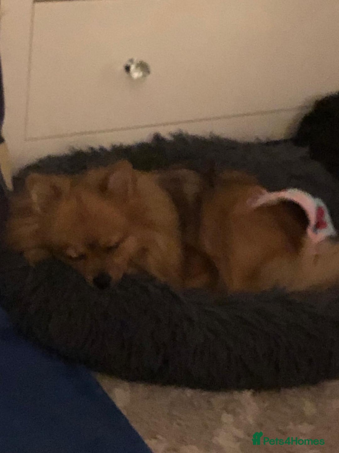 Pomeranian dogs for sale: Poppet the Pomeranian  - Image 2