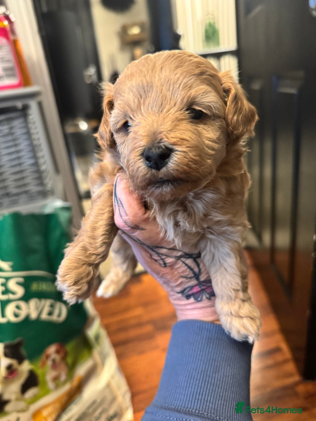 Maltipoo dogs for sale: Teddy bear maltipoo puppies  - Image 9