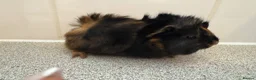 Guinea Pig rodents for sale: Beautiful baby piggies  - Advert 12