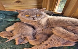 British Shorthair cats for sale: Beautiful Purebred British Shorthair kittens - Image 4