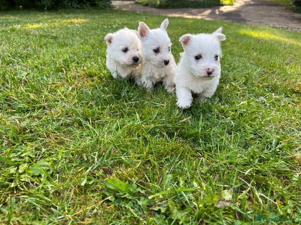 West Highland Terrier dogs - Advert 5
