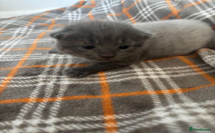 Russian Blue cats - Advert 10