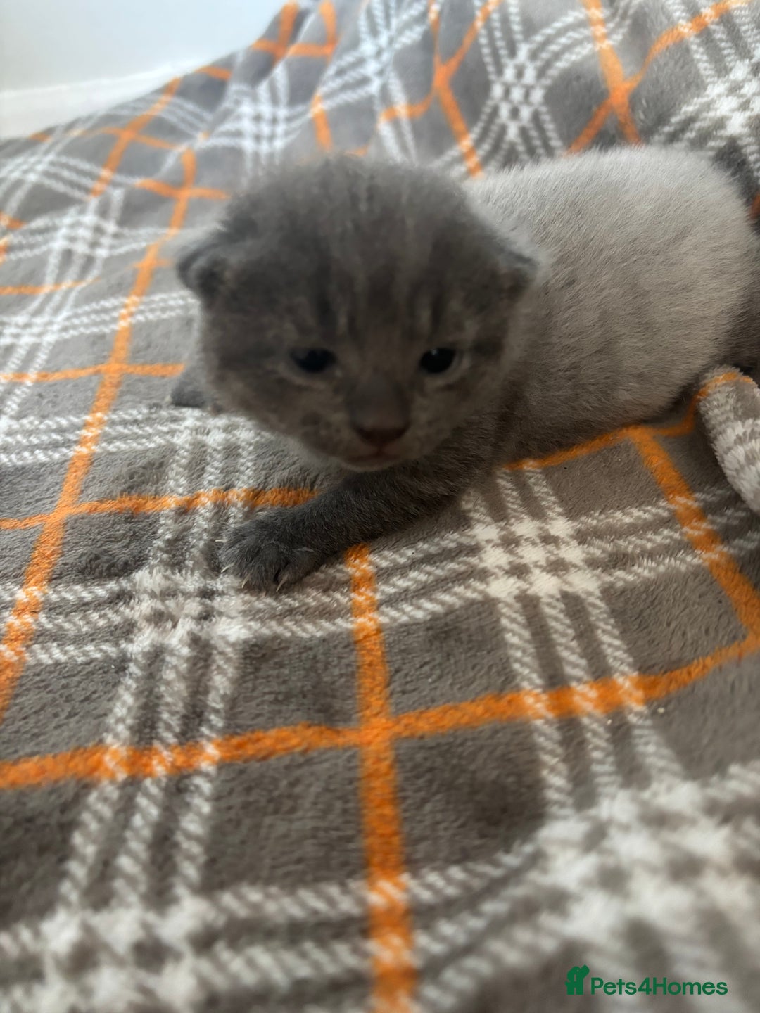 Russian Blue cats for sale: PureBred Female Russian Blue kitten  - Image 1