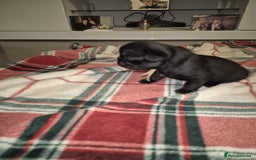 Pug dogs for sale: Pug puppies 🐶  - Image 11