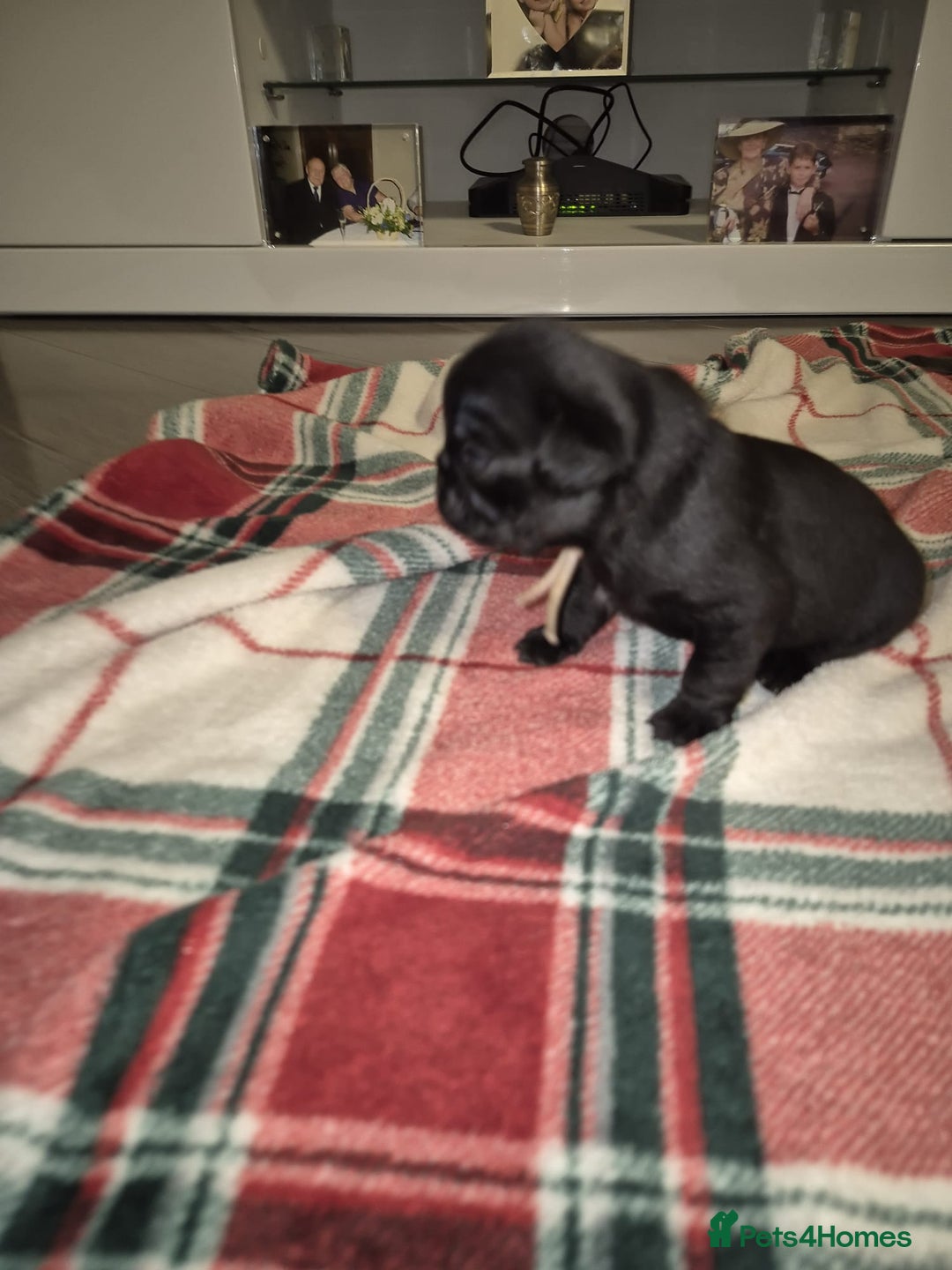 Pug dogs for sale: Pug puppies 🐶  - Image 11