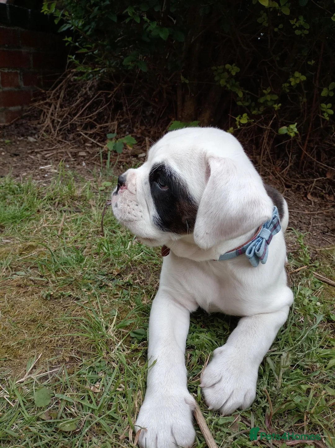 Boxer dogs for sale: 9 week old boy boxer x english bulldog in Norwich - Advert 2