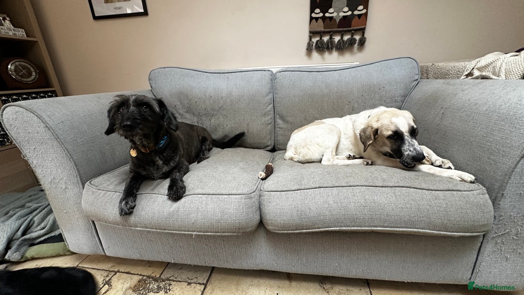 Mixed Breed dogs for adoption: Amara: Beautiful Soul Seeking a Family to Love - Advert 14