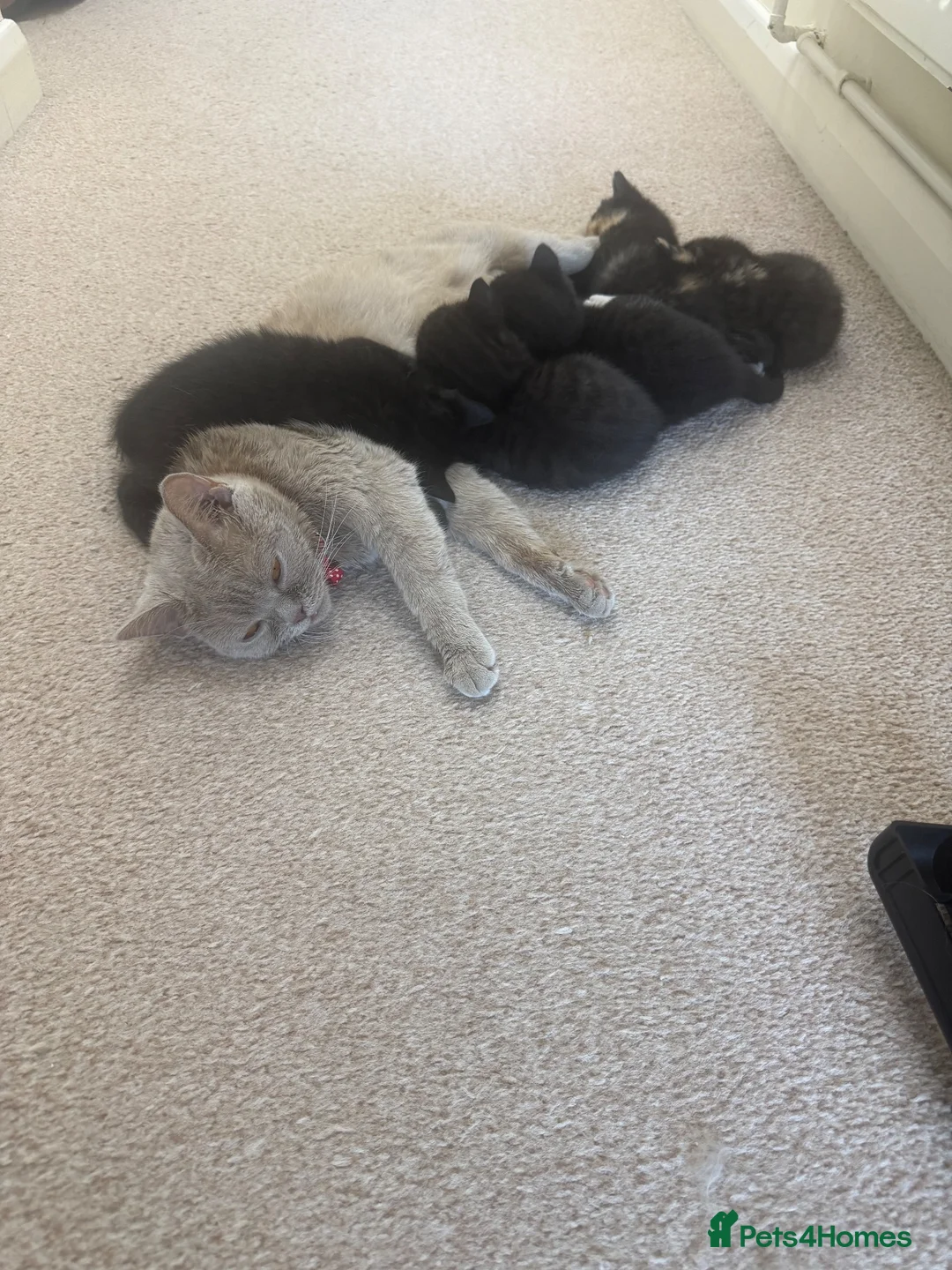 British Shorthair cats for sale: 🐾 6 Adorable Kittens Looking for Loving  Homes  - Advert 13