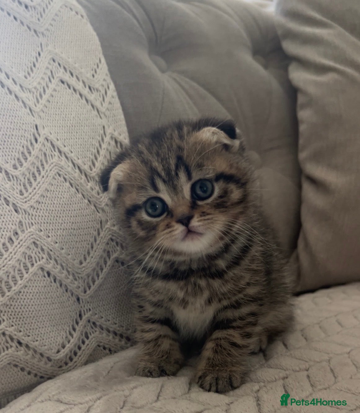 Scottish Fold cats 🌸 Scottish Fold Female Kitten  ready Now 🐾 - Advert 1