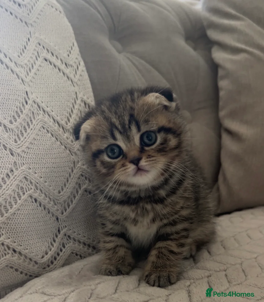 Scottish Fold cats for sale: 🌸 Scottish Fold Female Kitten  ready Now 🐾 - Advert 1