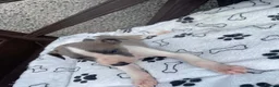 Whippet dogs for sale: Whippet  - Advert 5