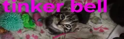 Mixed Breed cats for sale: Beautiful loved , healthy kitten's  in Bournemouth - Advert 14