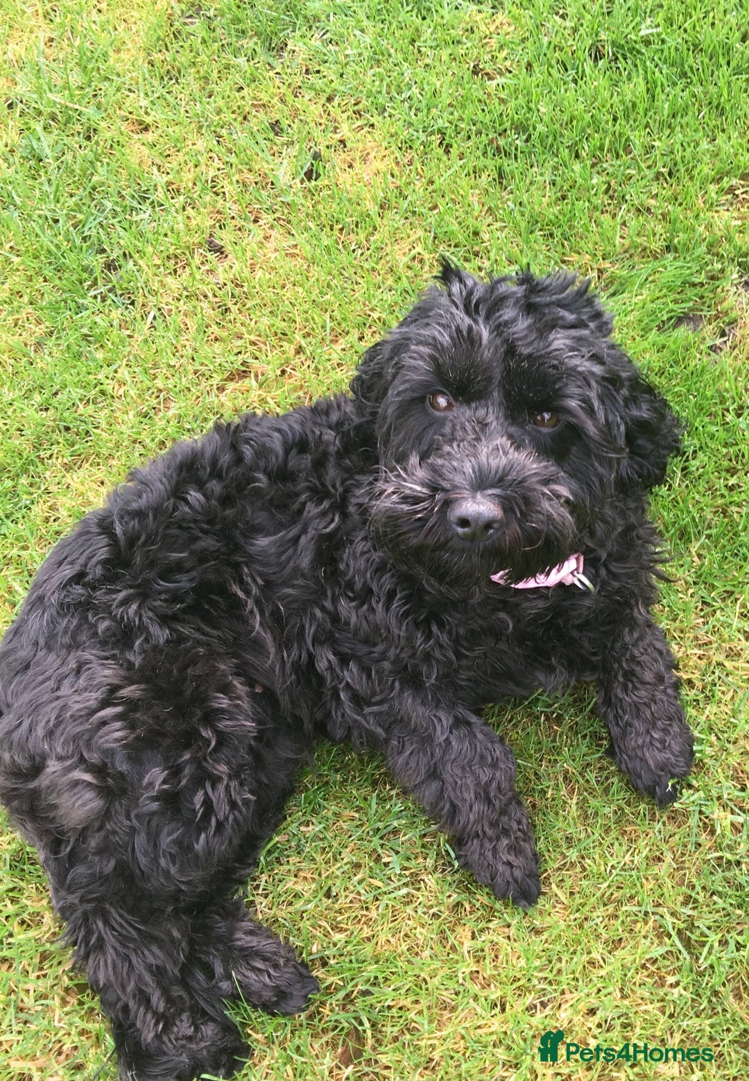 Cockapoo dogs for sale: Cockapoos Puppies  - Image 9