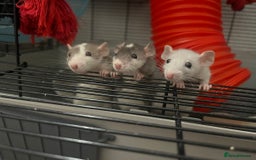 Rat rodents for sale: Rescue Baby Rats - Image 1