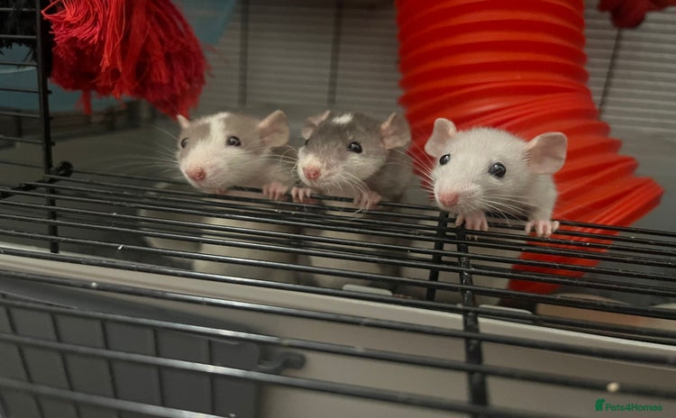 Rat rodents - Advert 1