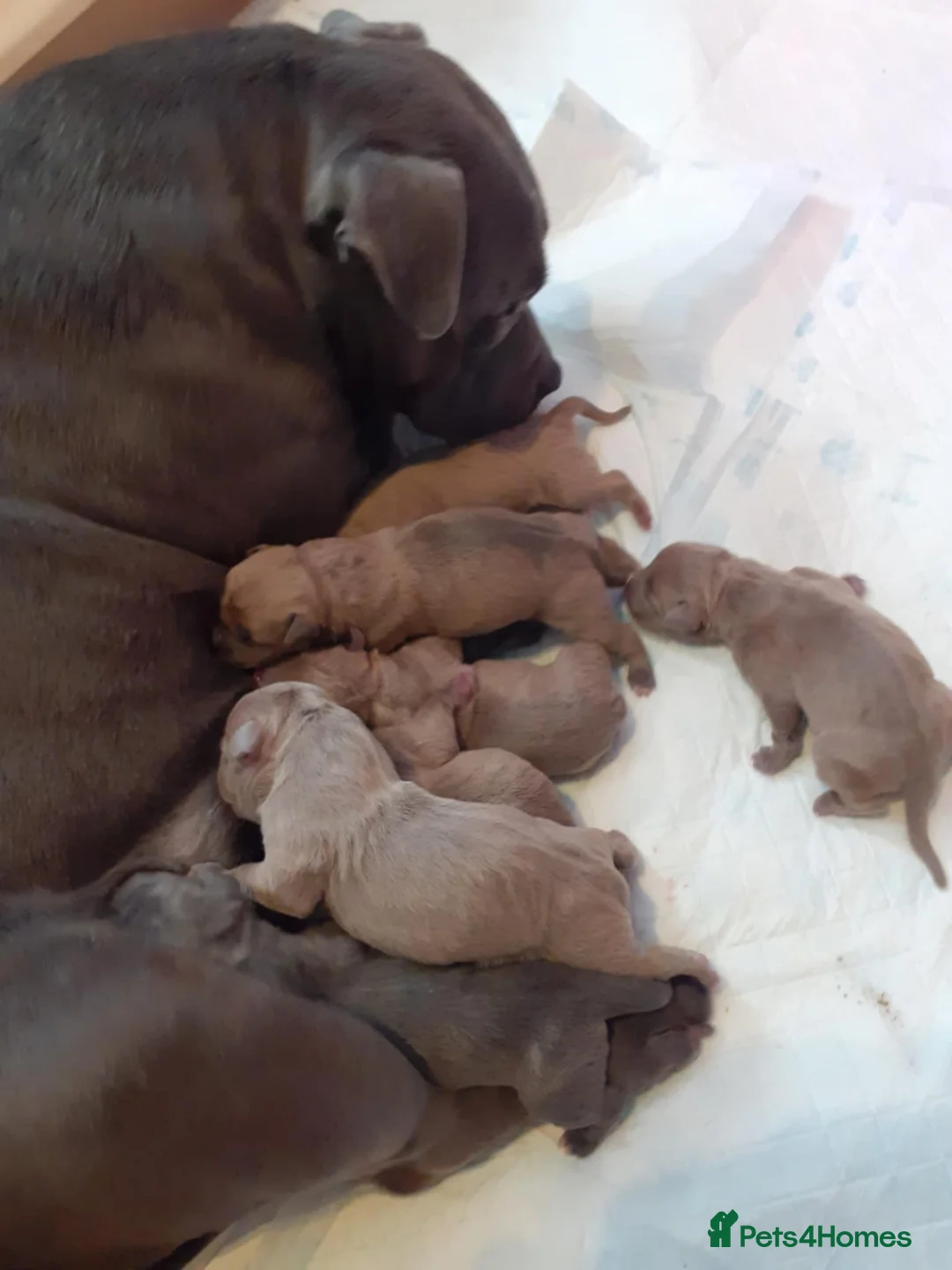 American Bully dogs for sale: American bully puppies  - Advert 2