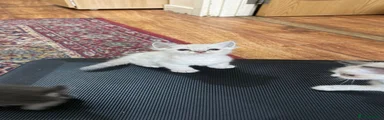 Ragdoll 2