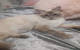 Ragdoll cats for sale: Active GCCF Ragdoll Reduced - Advert 1