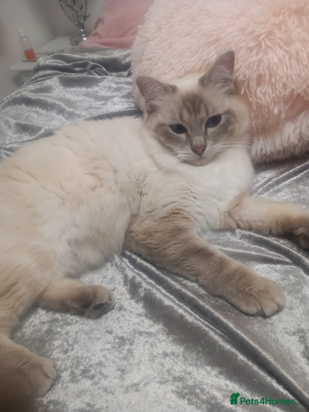 Ragdoll cats for sale: Active GCCF Ragdoll Reduced - Advert 1