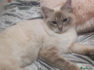Ragdoll cats - Advert 8