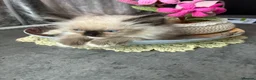 Ragdoll cats for sale: Ragdoll kittens  - Advert 7