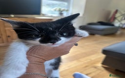 Domestic Shorthair cats for sale: Gorgeous traditional Black and white kittens  - Image 16