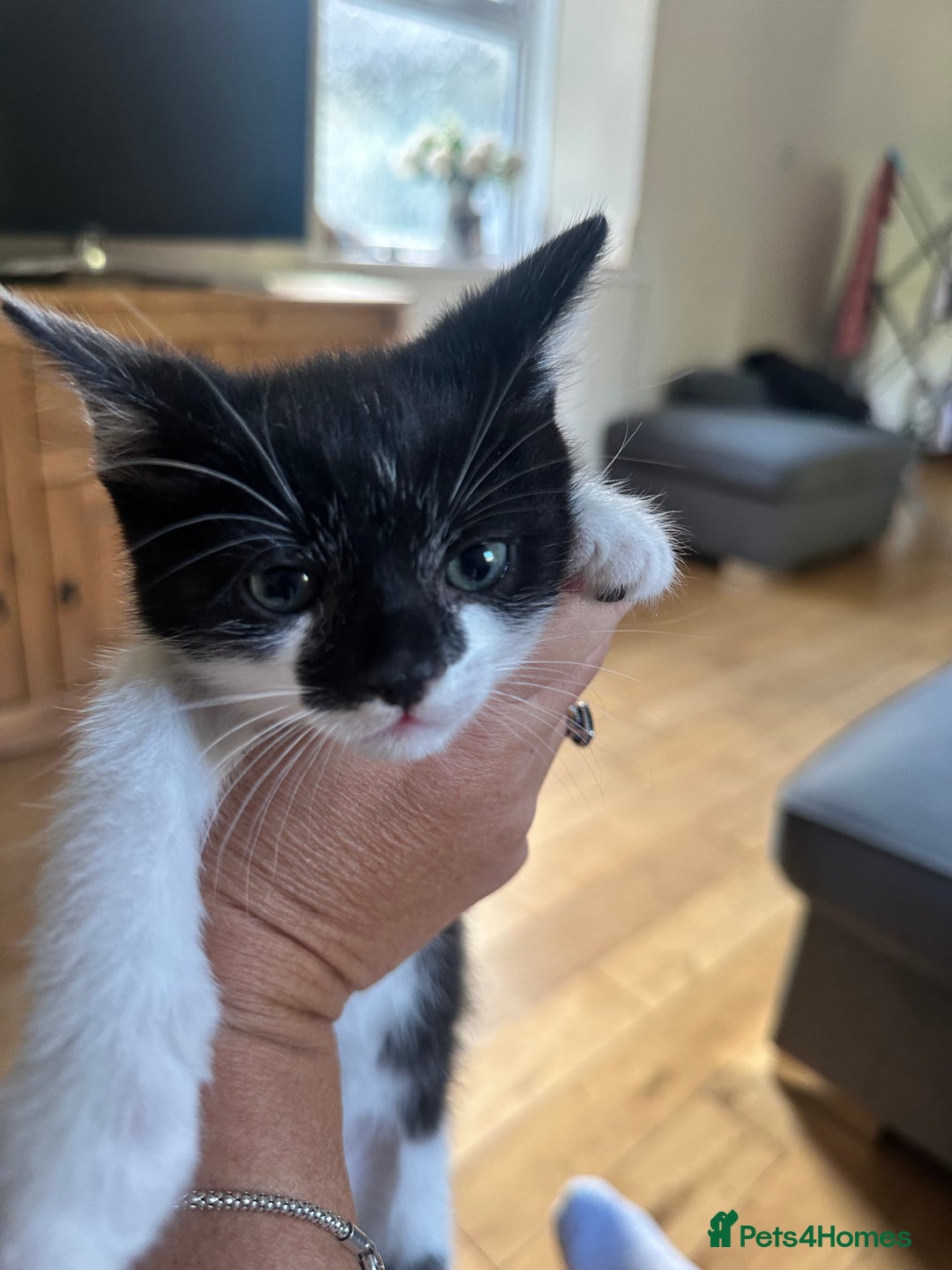Domestic Shorthair cats for sale: Gorgeous traditional Black and white kittens  - Image 16