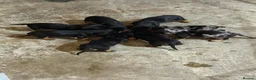 Dachshund dogs for sale: Traditional/dapple daschunds - Advert 5