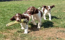 English Springer Spaniel dogs for sale: 2025 FTCH ROSEBAY BLUE,WELL MARKED LITTER ESS PUPS - Image 10