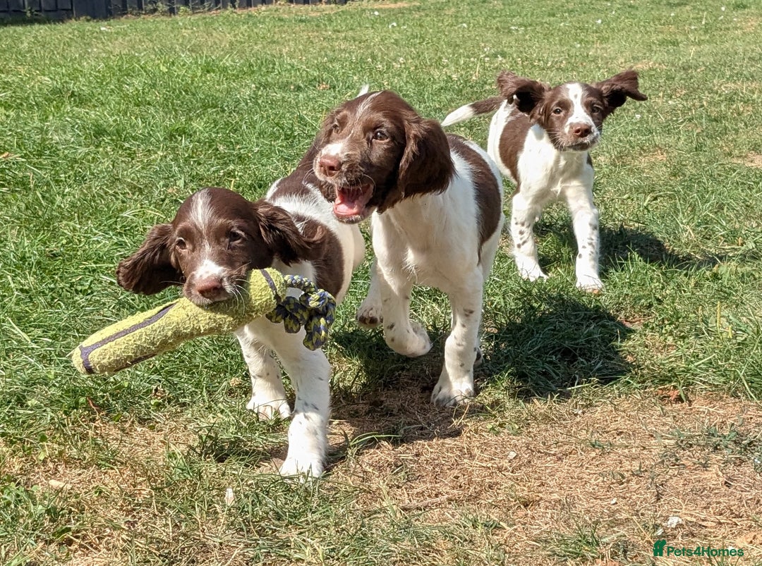 English Springer Spaniel dogs for sale: 2025 FTCH ROSEBAY BLUE,WELL MARKED LITTER ESS PUPS - Image 10