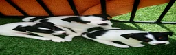 Jack Russell dogs for sale: BEAUTIFUL JACK RUSSELL PUPPIES AVAILABLE - Advert 10