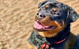 Rottweiler dogs for sale: 3 year old male Rottweiler  - Image 2