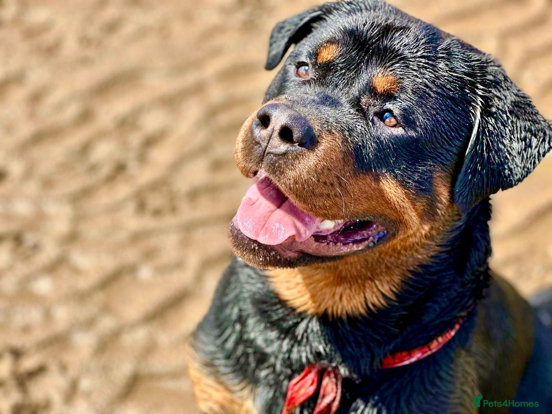 Rottweiler dogs for sale: 3 year old male Rottweiler  - Image 2