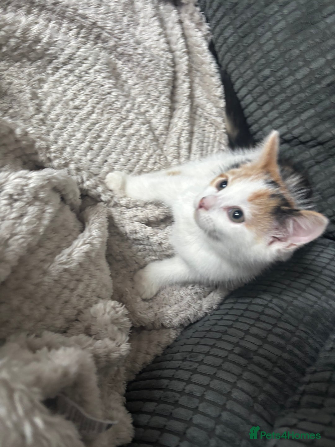 Mixed Breed cats for sale: 2 ginger black and mostly white kittens both f  - Image 2