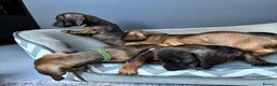 Miniature Dachshund dogs for sale: MINIATURE dachshund puppies UNIQUE fur patterns - Advert 18