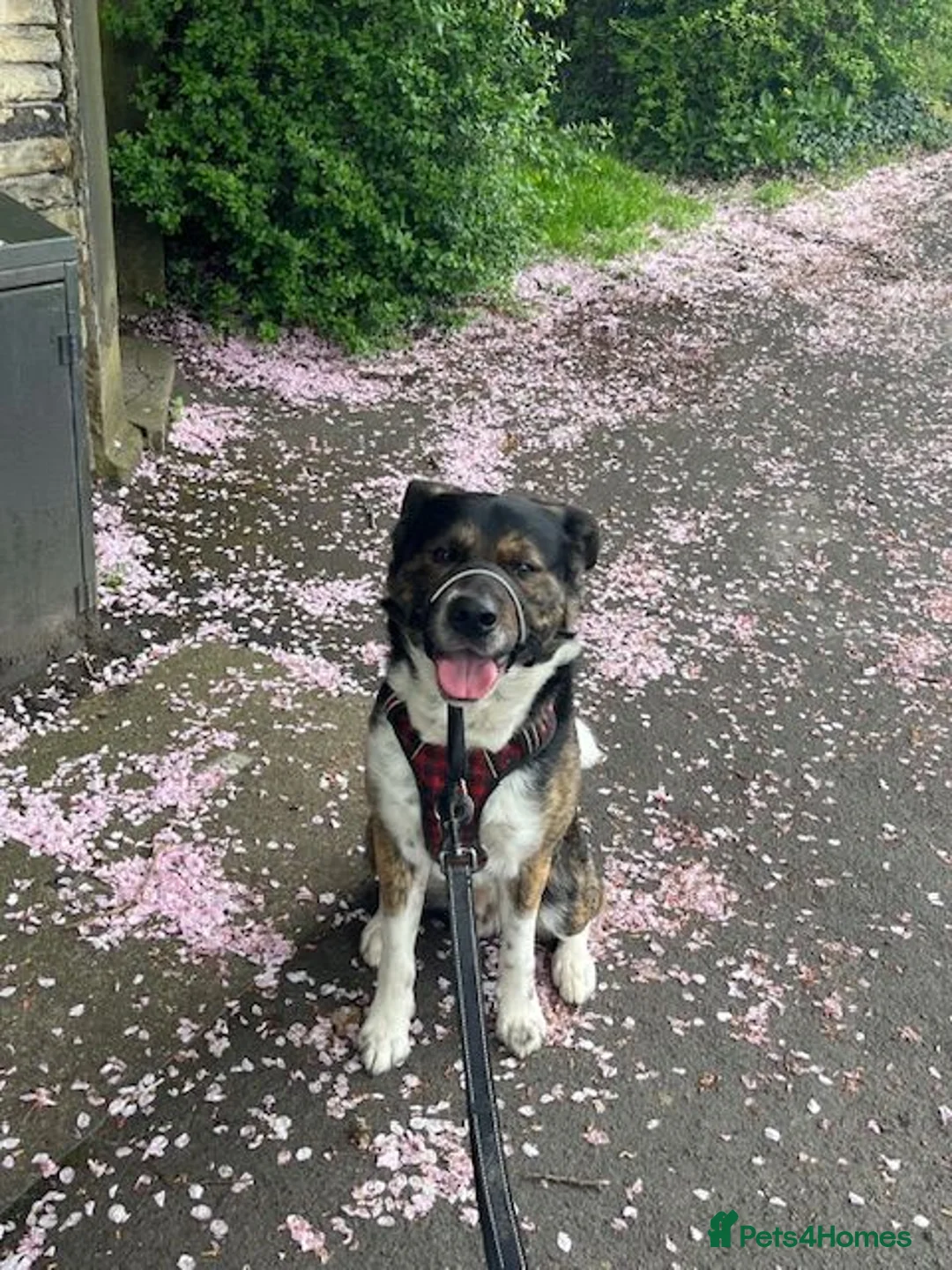 Mixed Breed dogs for sale: Axel - Akita Cross in Stockport - Advert 2