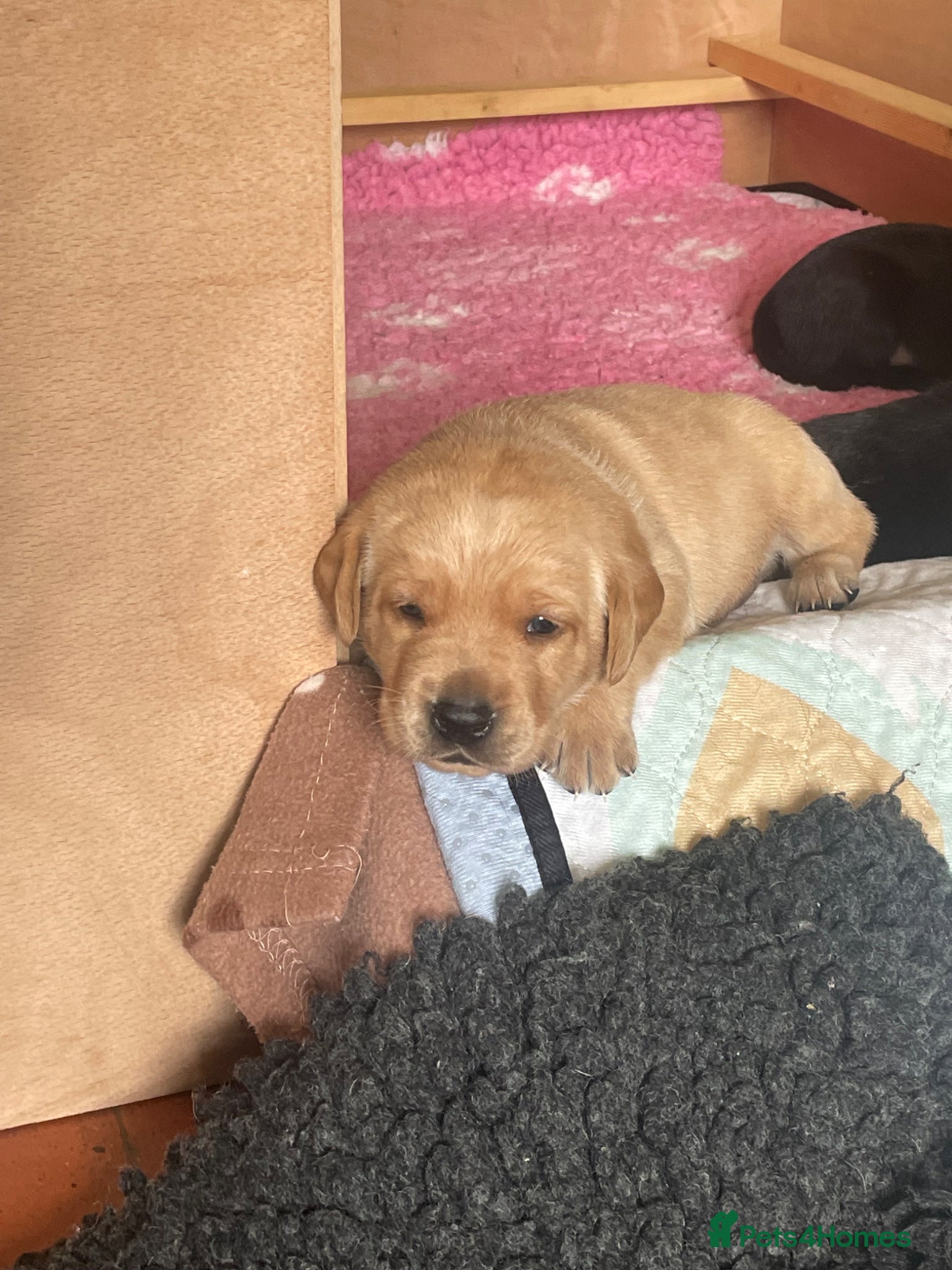 Labrador Retriever dogs KC Registered Health Tested Labrador Puppies - Advert 2