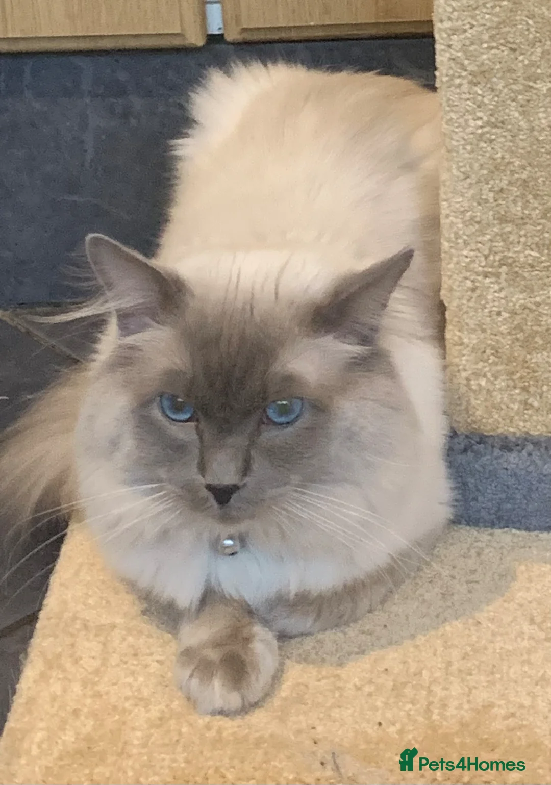 Ragdoll cats for sale: Ragdoll kittens  - Advert 9