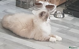Ragdoll cats for stud: Charles - TICA and Gccf registered active boy  in Bournemouth - Image 10