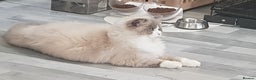 Ragdoll cats for stud: Charles - TICA and Gccf registered active boy  in Bournemouth - Advert 11