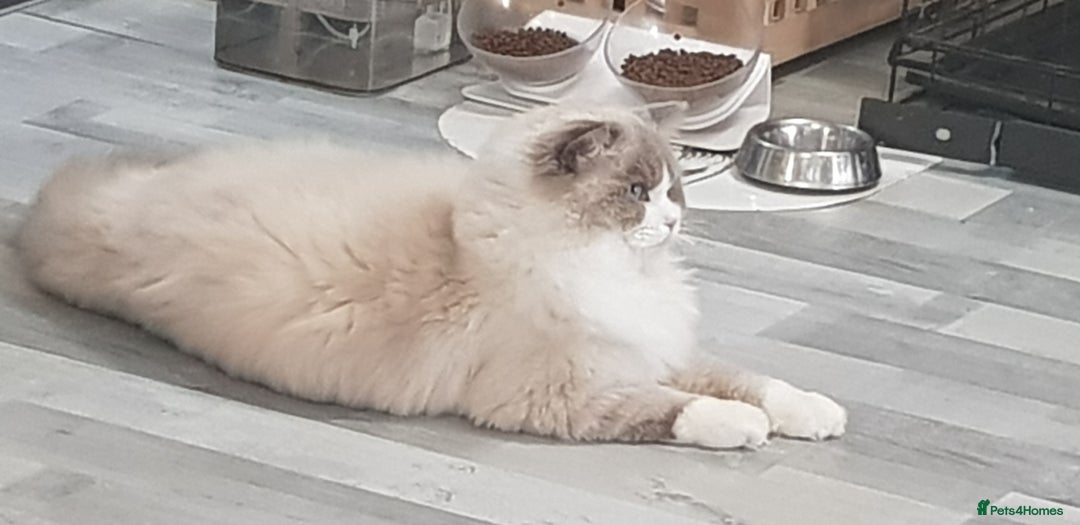 Ragdoll cats for stud: Charles - TICA and Gccf registered active boy  in Bournemouth - Image 10
