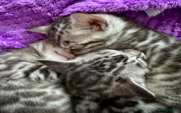 Bengal cats for sale: Stunning Silver Bengal Kittens 😻 - Image 12