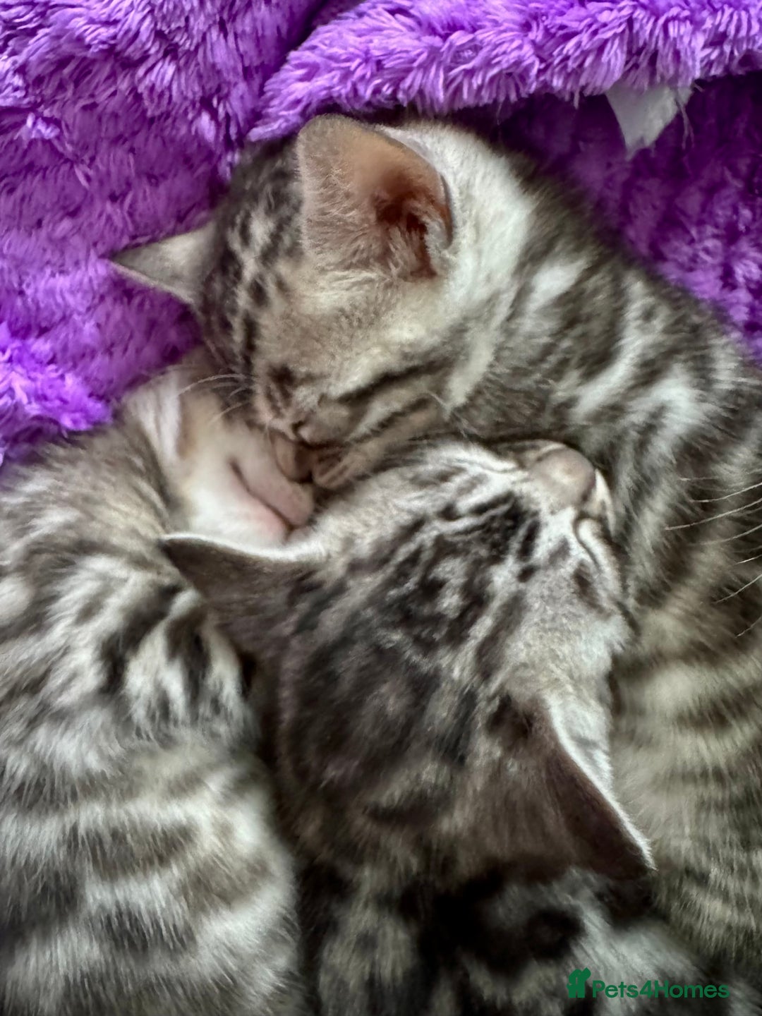 Bengal cats for sale: Stunning Silver Bengal Kittens 😻 - Image 12