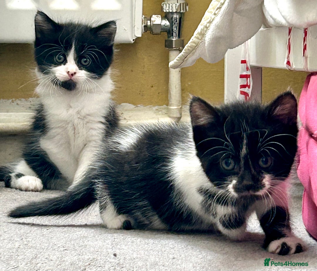 Mixed Breed cats for sale: Cute kittens  - Image 4