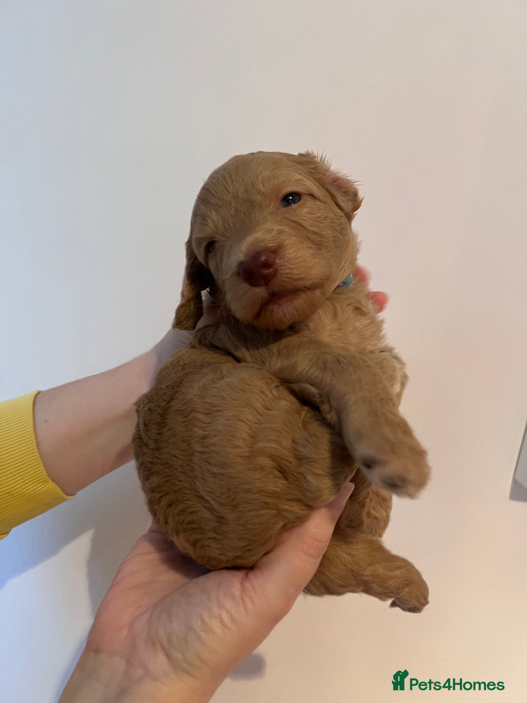 Cockapoo dogs for sale: Apricot F1B Cockapoo puppies - Advert 28