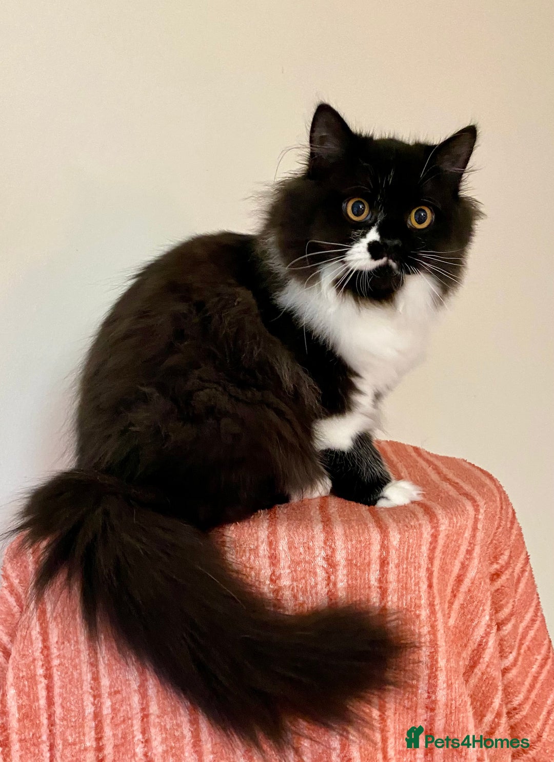 British Longhair cats for sale: Champion line kittens - Image 23