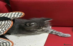 Maine Coon cats for sale: Maine coon kittens  - Advert 7